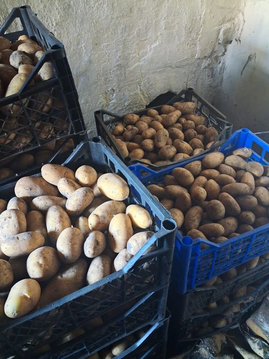 Насіннева картопля гренада і белароса