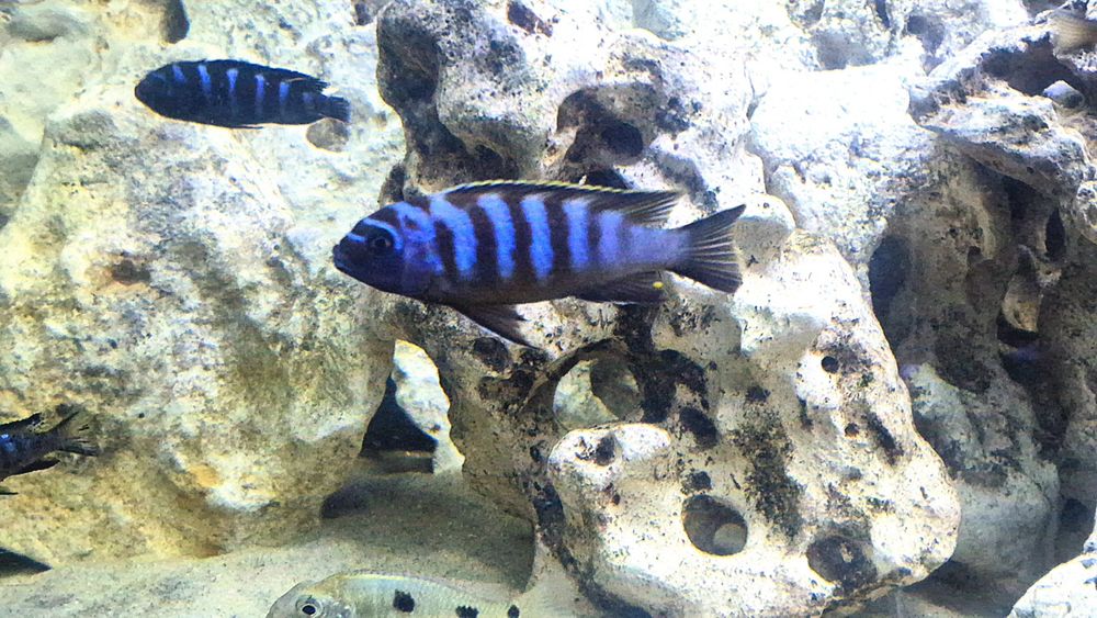 Long pelvic casal reprodutor