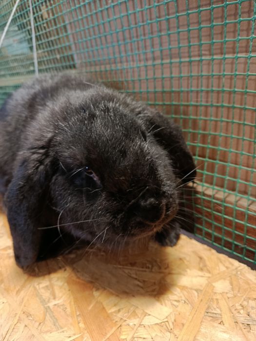 Baran Francuski ( Samiec )