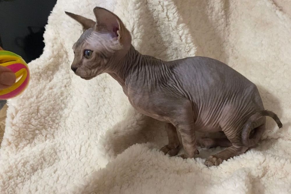 Sphynx macho azul tabby