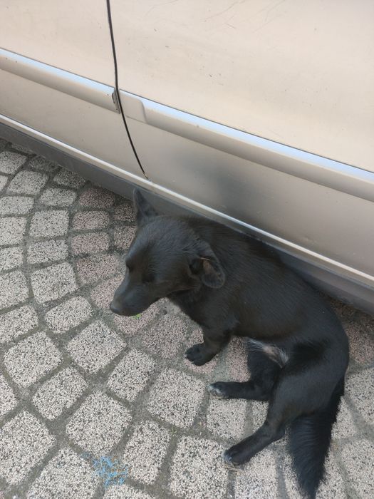 Oddam pieska kundelka