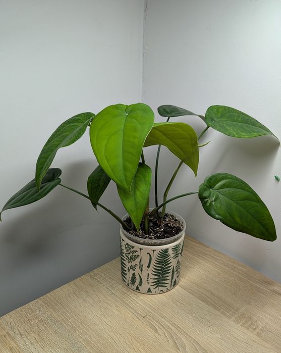 Сінгоніум макрофілум