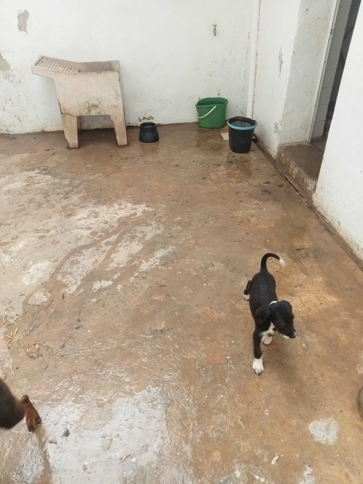 Cão bebé para adoção