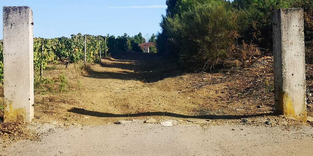 Vende-se Terreno Misto c/6500m2 - São Martinho de Anta (Sabrosa)