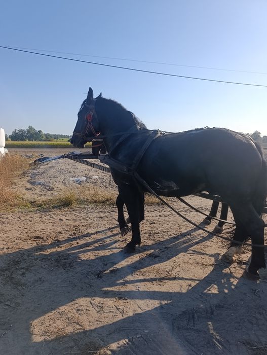 Sprzedam parę koni