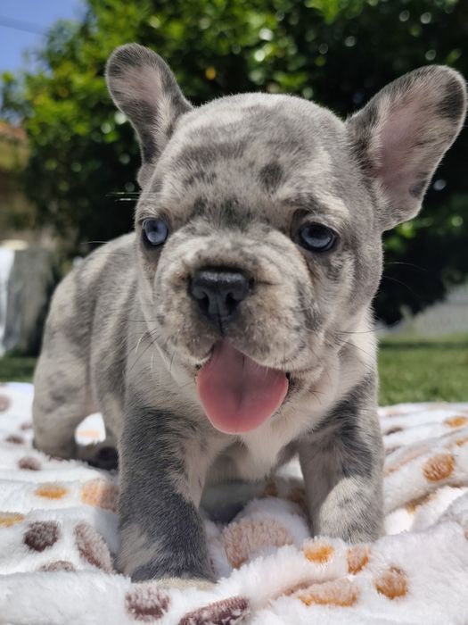 Bulldog lilac Merle