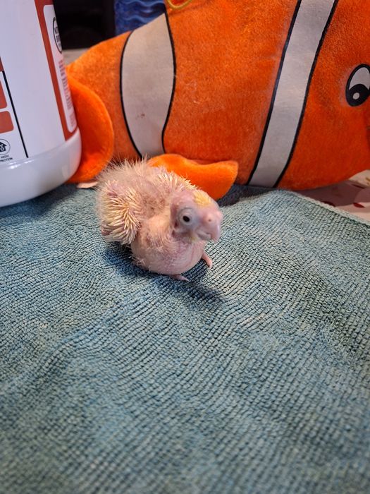 Caturras para criar á mão