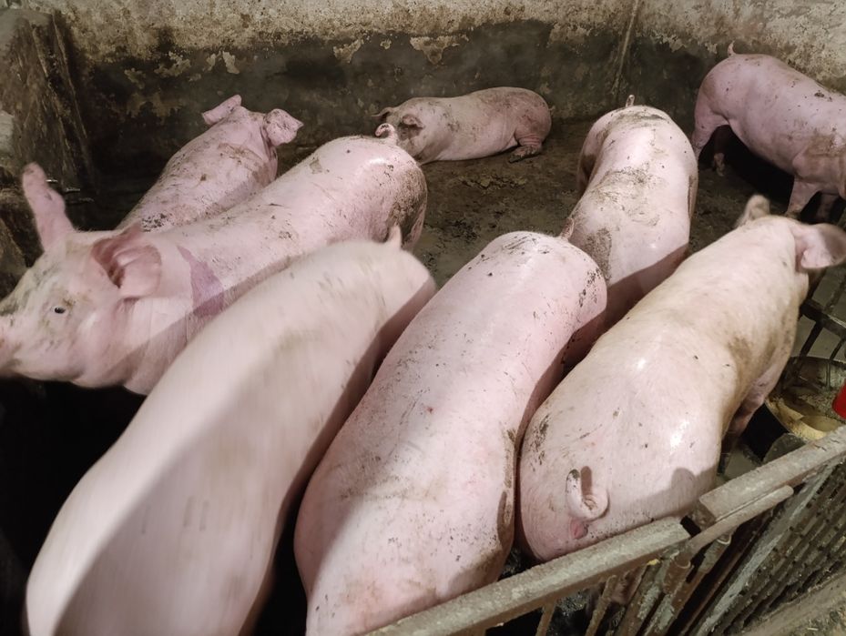 Продаються Свині жива вага 90  вага 170++