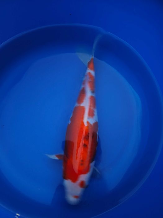 Carpas koi variadas
