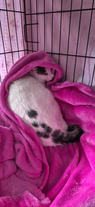 Gato para adoção consciente