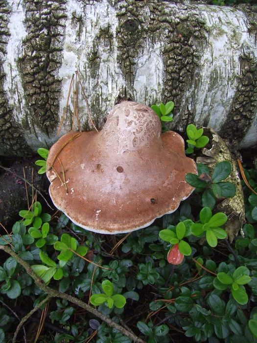 Białoporek brzozowy suszony - 200g