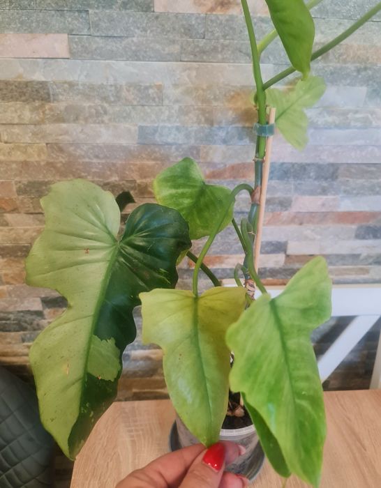 Philodendron Golden Dragon mint,cała roślina,61cm