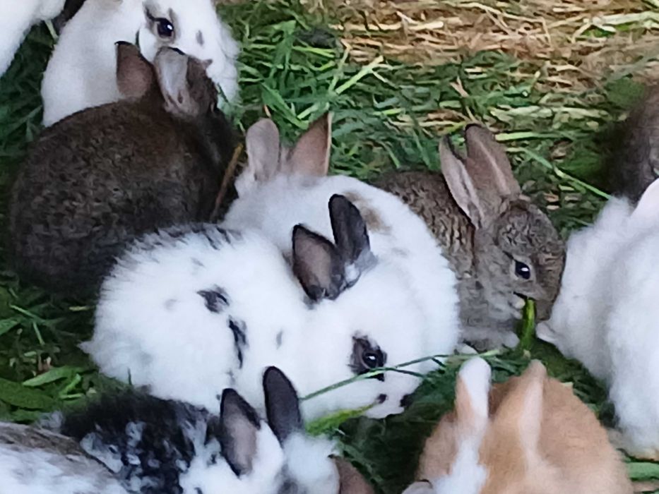 Coelhos lindos anões