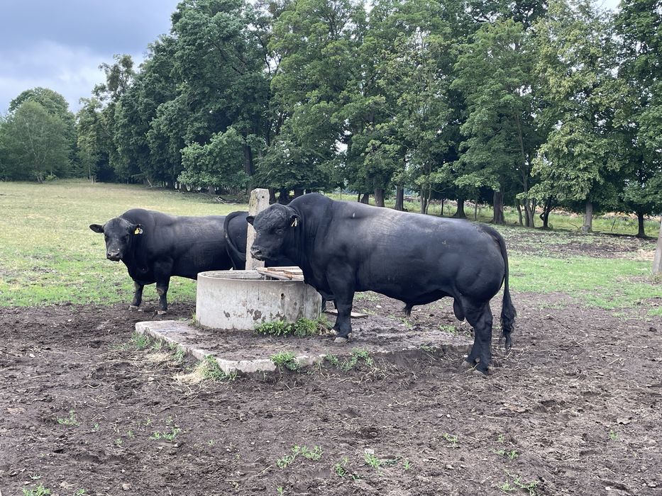 Jałówki i młode byczki rasy Angus na sprzedaż