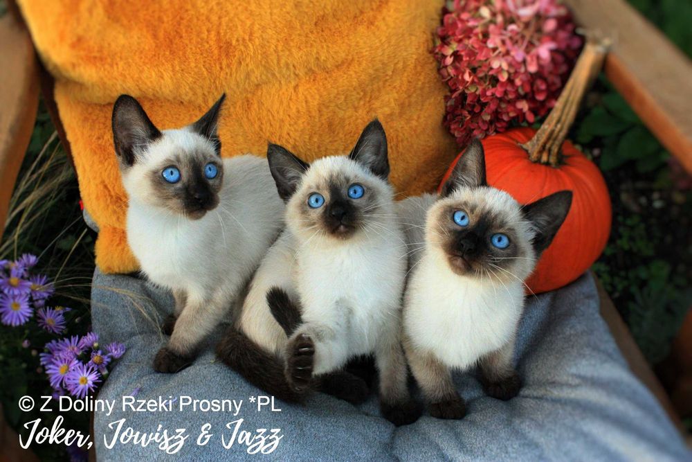 Zapowiedź miotu kocięta tajskie syjamskie starego typu ZDRP*PL