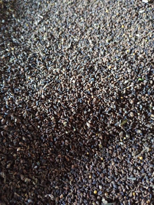 Sprzedam facelię zbiór 2025