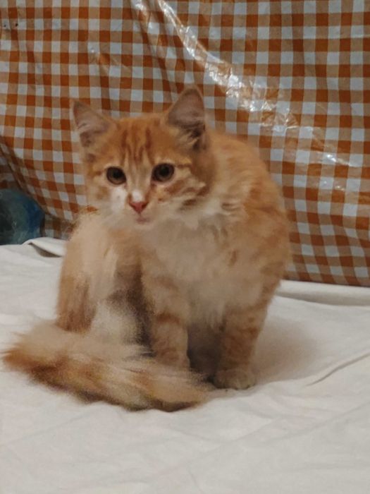 Риженькі  кошенята від кішечки ангори.