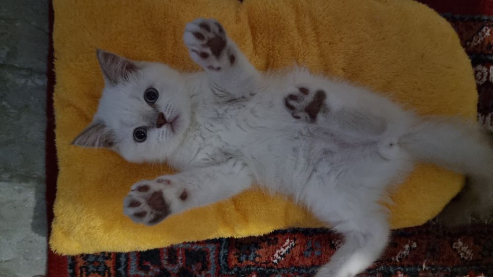 Шотландский котик