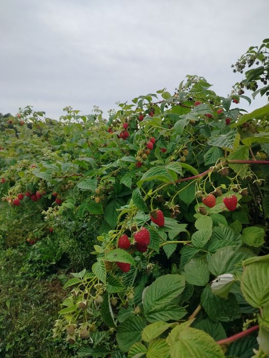 Sprzedam sadzonki malin