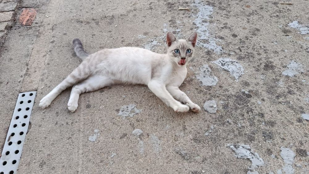 Gatas para adoção