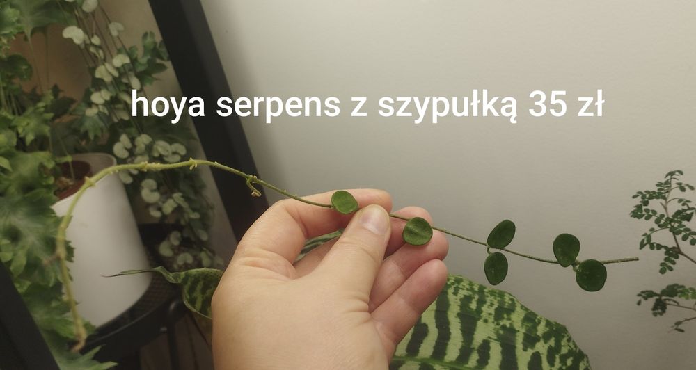 Hoya serpens hoja cięta szypułki kwiatowe