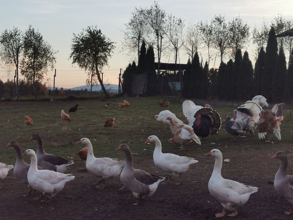 Sprzedam Indyki, Gęsi.