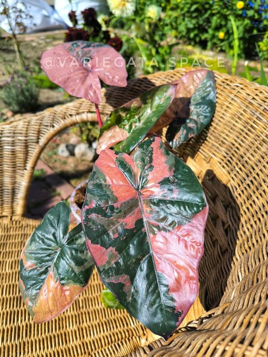 Alocasia Serendipity Pink variegata bulwa