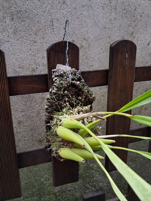 Dendrochilum pangasinanense - Orquídea montada