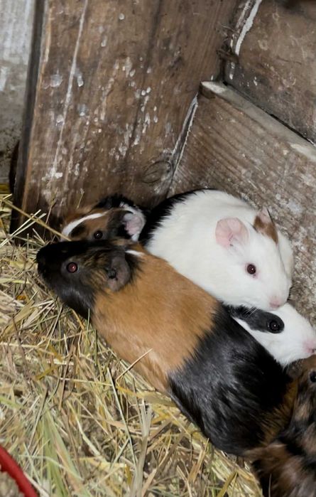 Tenho coelhos para vender