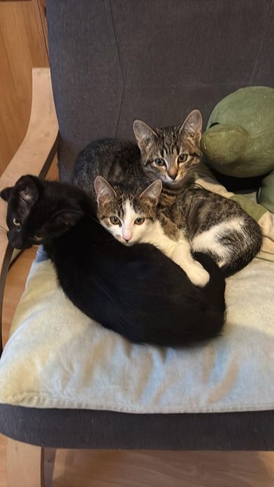 trzy piękne młode kitku do adopcji