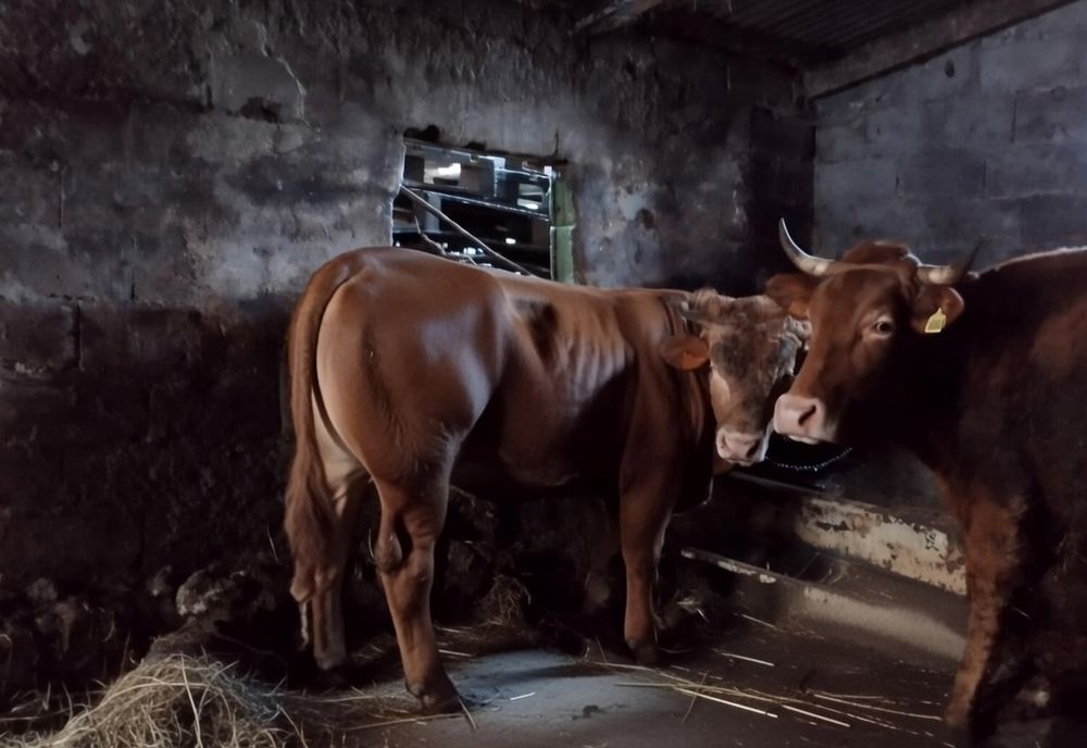 Touro raça minhota pura