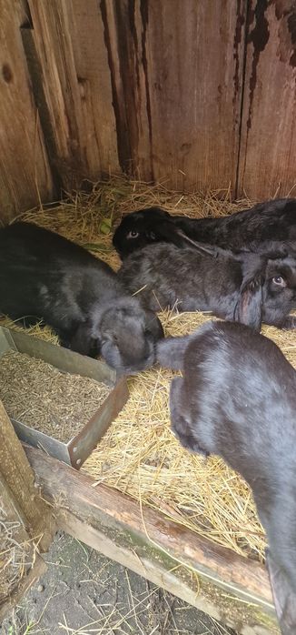 Krolik Baran francuski czrny i szary samica
