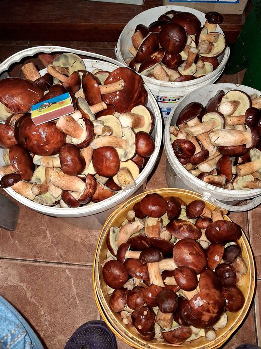 Гриби   польські