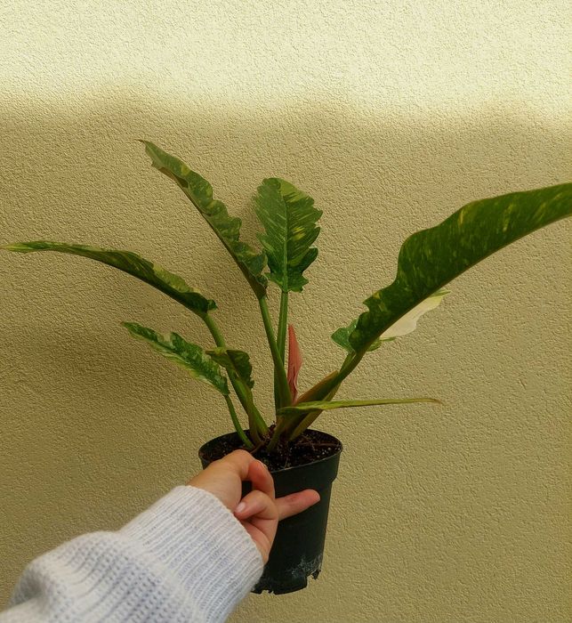 Planta Philodendron Ring of Fire