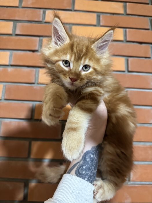 Мейн-Кун Крупный Мальчик Огненный Львенок с Гривой ,котята