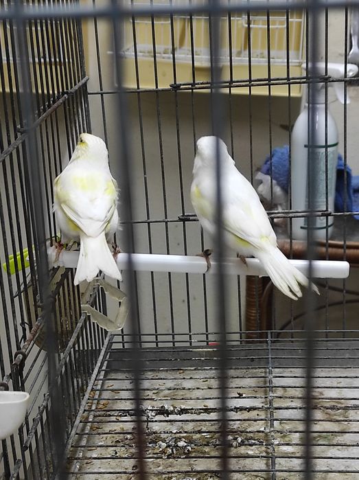 Vendo Mosaicos Amarelos amarelos 2024/25