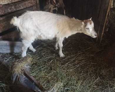 Продам козеня (дівч)