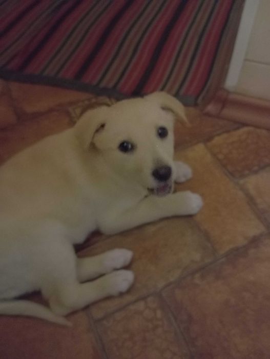 Отдам щенка в добрые руки девочку