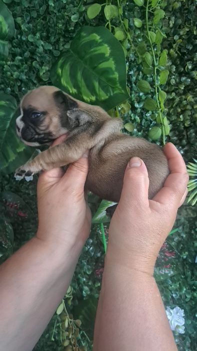 Bulldog francês  fawn