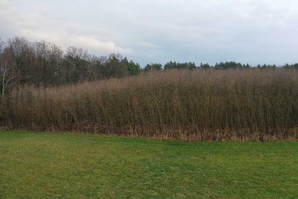 Wierzba energetyczna 10 letnia 0,5 ha
