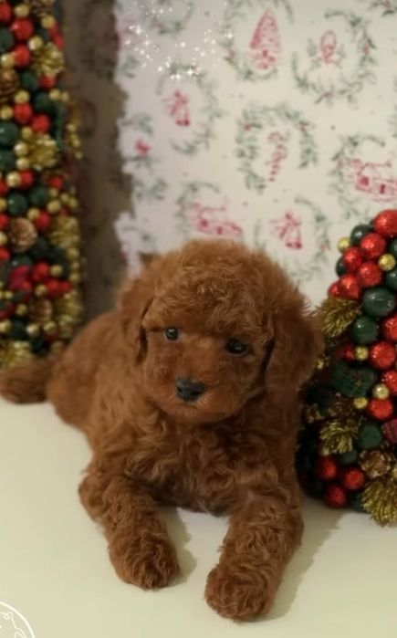 Шикарний хлопчик той пудель "