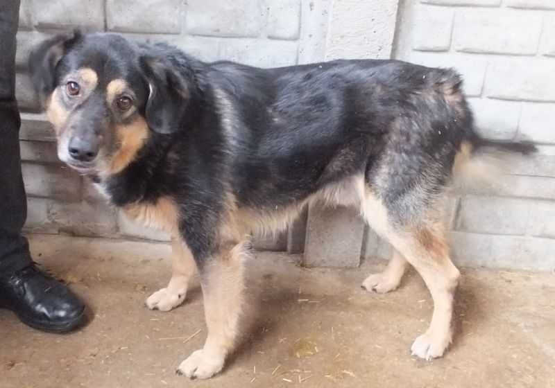 STOCZEK czarny podpalany, niemłody pies do adopcji