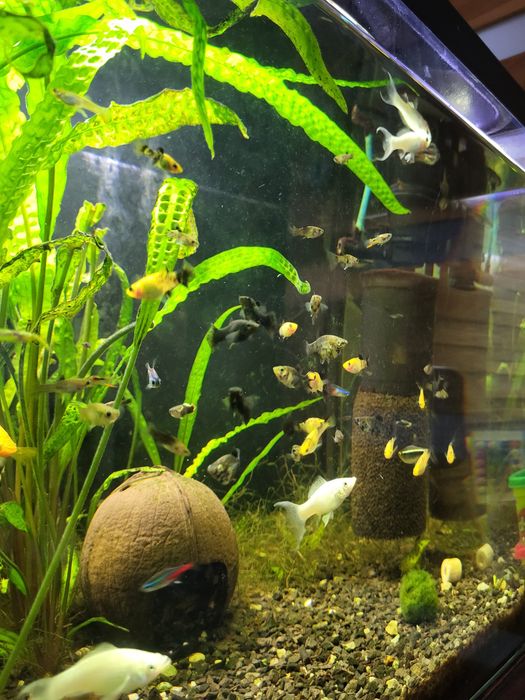 Rybki Molinezje różne polecam