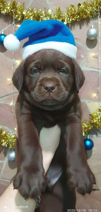 Шоколадні лабрадори документи КСУ-FCI