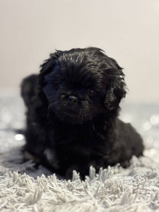 Цуценнята пекінес