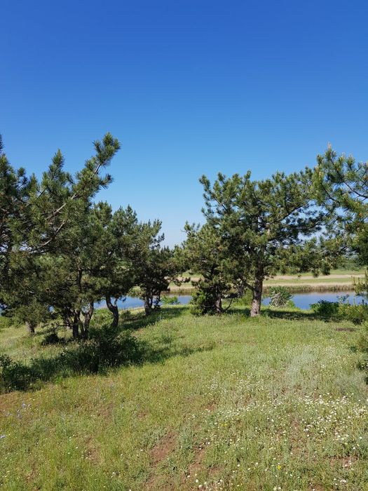 25 соток  в живописном месте, в лесу у реки. Калиновка Витовский р-н