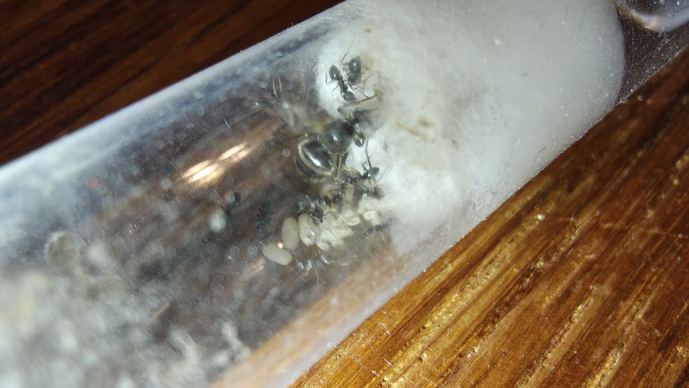 Lasius Niger Q 15-20w