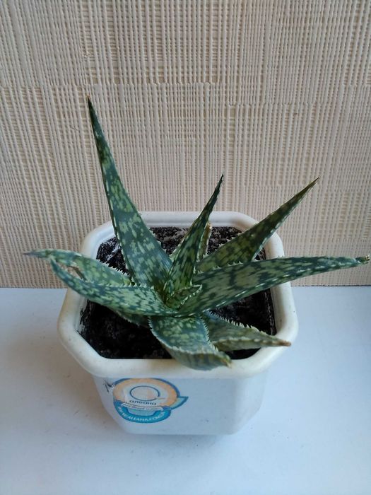 Алоэ гибридное алоэ Humilis алое хуміліс