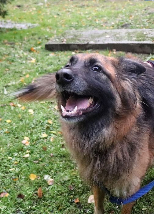 Doris - młoda mądra sunia w typie owczarka do adopcji