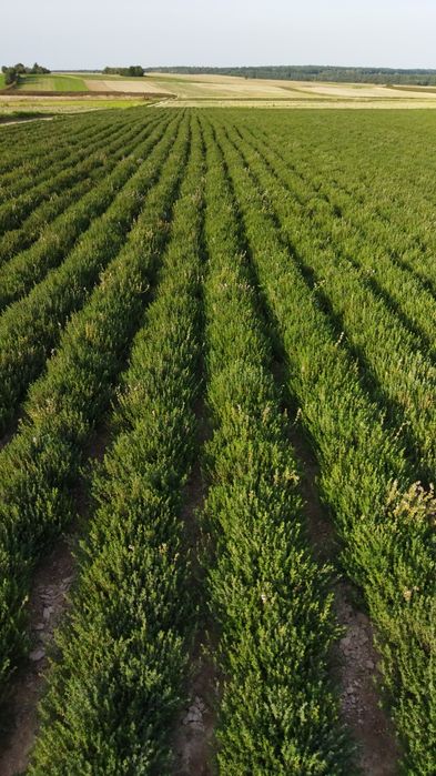 Tymianek Nasiona Tymianku zbiór 2025